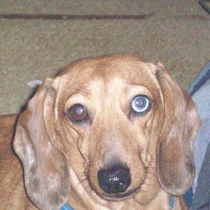 Meet your Posher, Dave